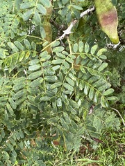Senegalia burkei
