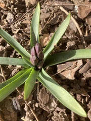 Hyacinthus orientalis