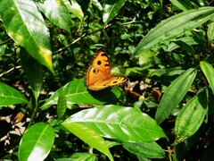 Junonia almana javana