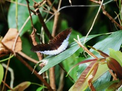 Tanaecia iapis puseda