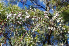 Leptospermum glaucescens