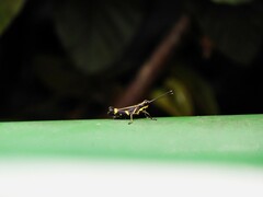 Traulia azureipennis