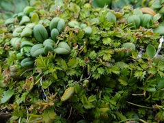 Acaena microphylla pauciglochidiata