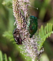 Protaetia cuprea