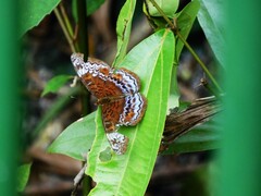 Lebadea martha parkeri