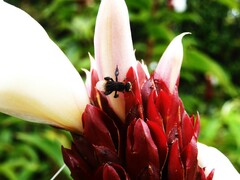 Homotrigona apicalis