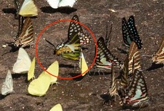 Graphium antiphates