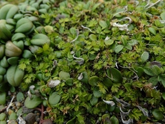 Acaena microphylla pauciglochidiata