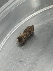 Acrolophus walsinghami