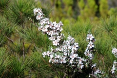 Leptospermum glaucescens