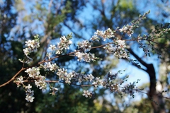 Leptospermum glaucescens
