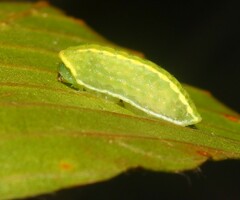 Apoda y-inversa