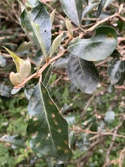 Elaeagnus oldhamii