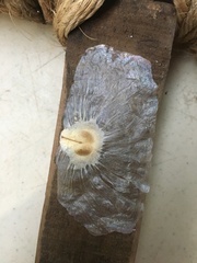 Amphilophium crucigerum