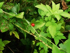 Cucumis maderaspatanus