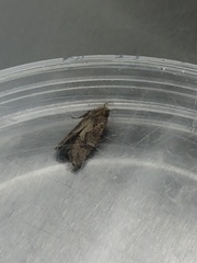 Acrolophus walsinghami