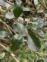 Elaeagnus oldhamii