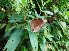 Elymnias hypermnestra beatrice