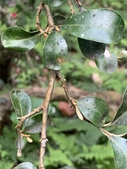 Elaeagnus oldhamii