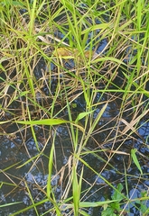 Micranthemum umbrosum