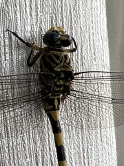 Ictinogomphus ferox