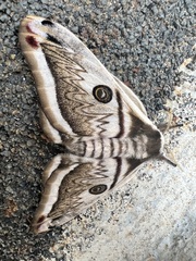 Saturnia pyretorum