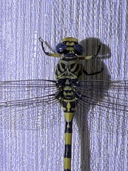 Ictinogomphus ferox