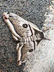 Saturnia pyretorum