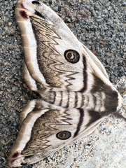 Saturnia pyretorum