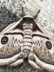 Saturnia pyretorum