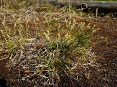 Carex ericetorum
