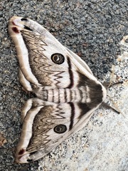 Saturnia pyretorum