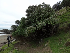 Brachyglottis rotundifolia