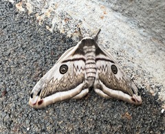 Saturnia pyretorum