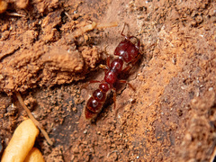 Amblyopone australis