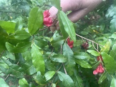 Ochna serrulata