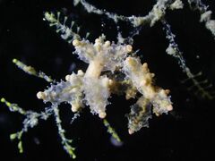 Eubranchus rubropunctatus