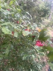 Ochna serrulata