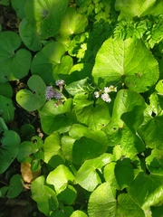 Petasites pyrenaicus