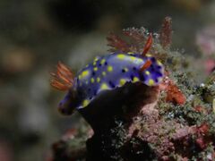 Hypselodoris roo