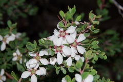 Leptospermum glaucescens