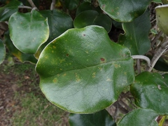 Brachyglottis rotundifolia