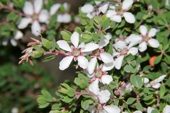 Leptospermum glaucescens
