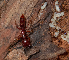 Amblyopone australis