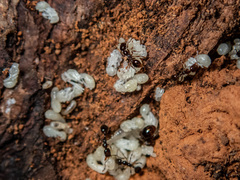 Amblyopone australis