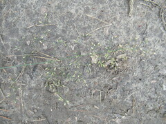 Poa palustris