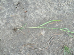 Poa palustris