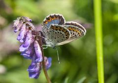 Plebejus idas
