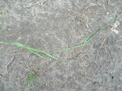 Poa palustris