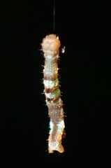 Nematocampa resistaria